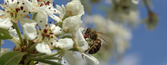 Boost Your Immunity Naturally: The Power of Manuka Honey and Royal Jelly
