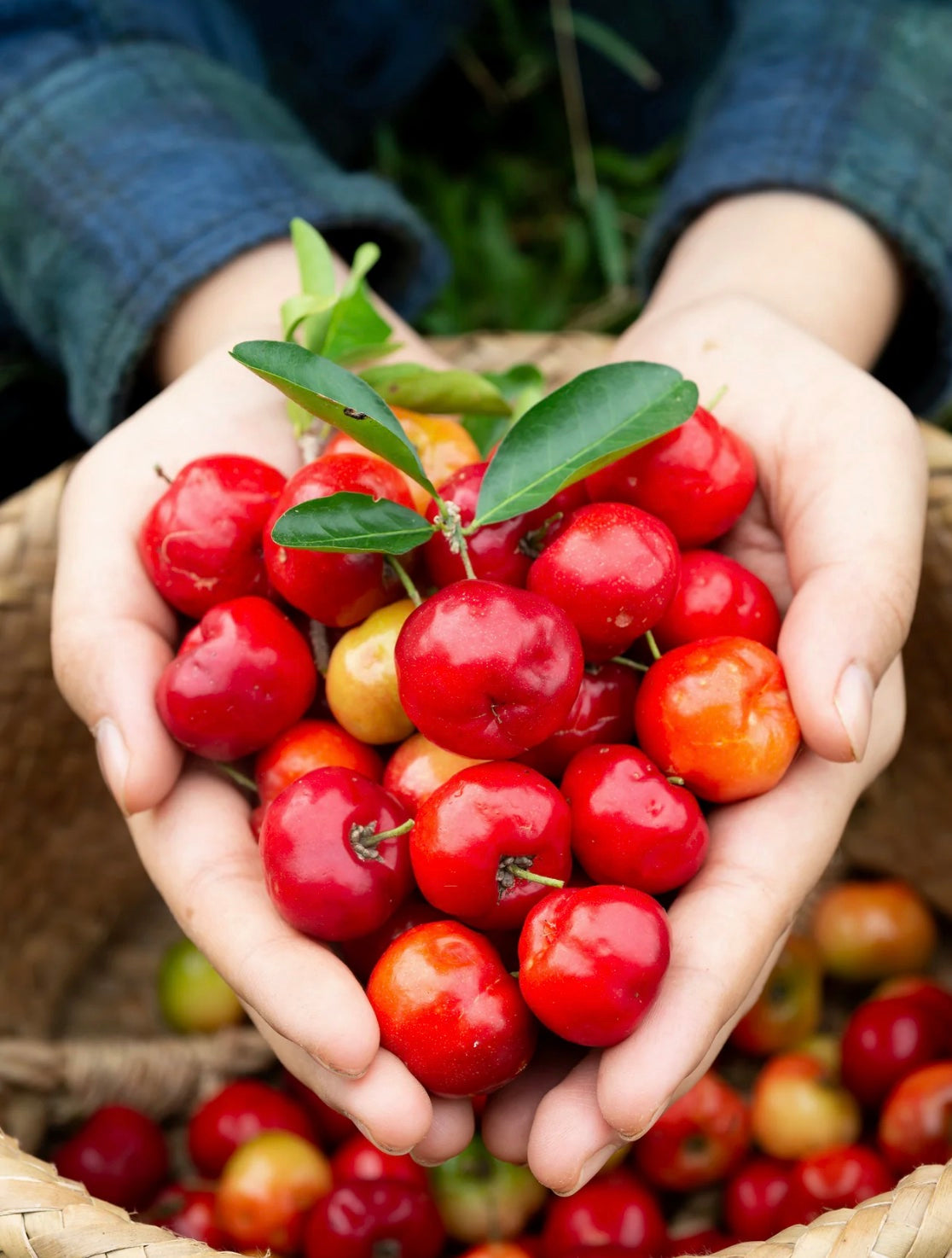 Cherry Immune Complex+ (4 Month Supply) - Two Nutra Bros
