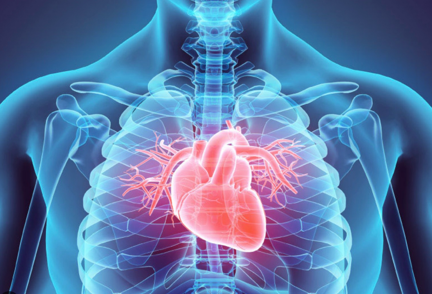 Heart Health Supplements for Men | Circulatory Support