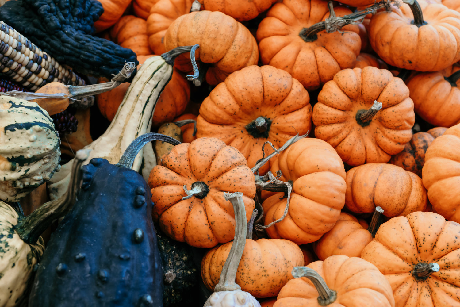 gourds-and-pumpkins-healthy-eating